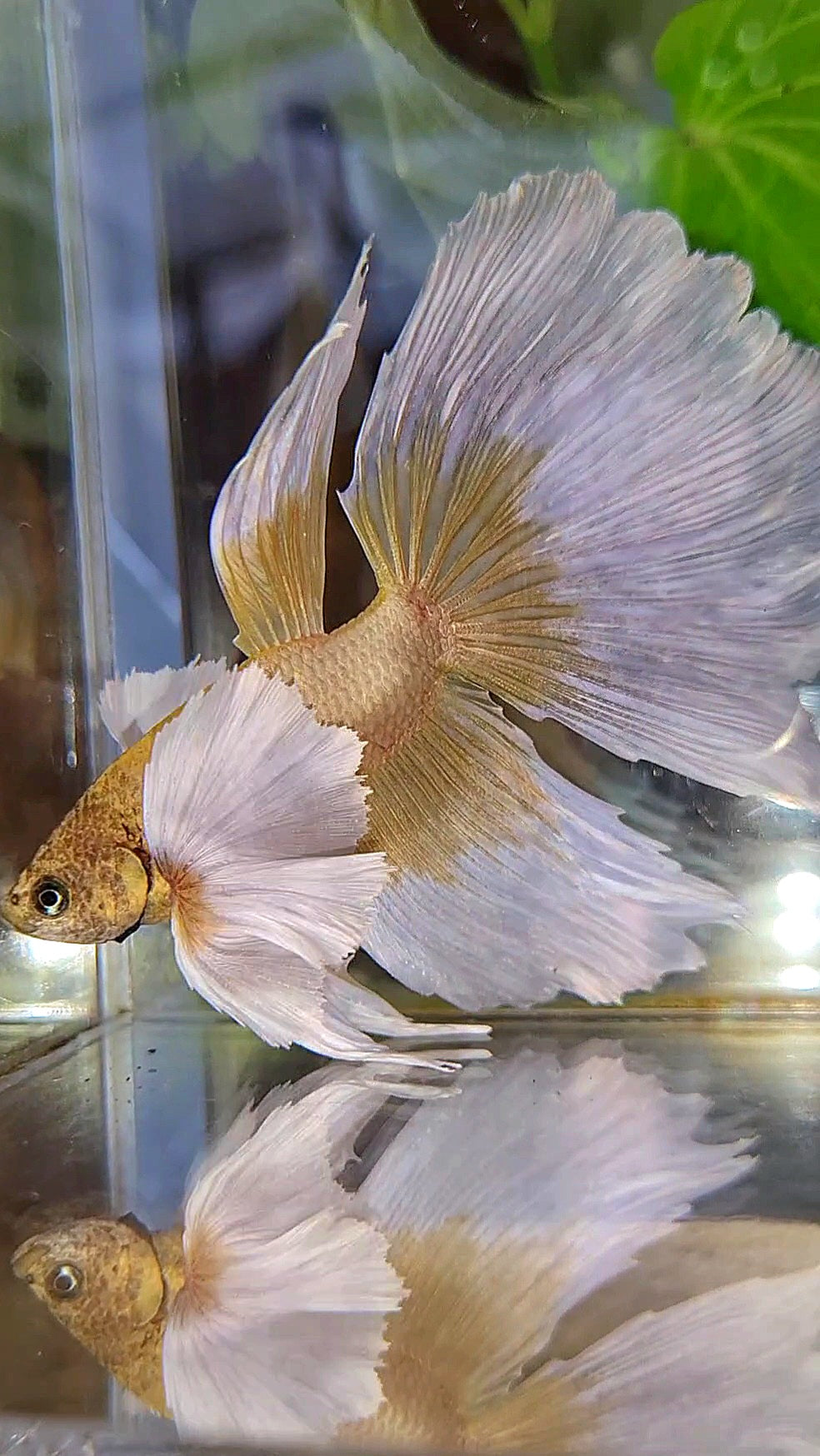 XXL HALFMOON SUPER DUMBO EAR GOLD BUTTERFLY BETTA FISH