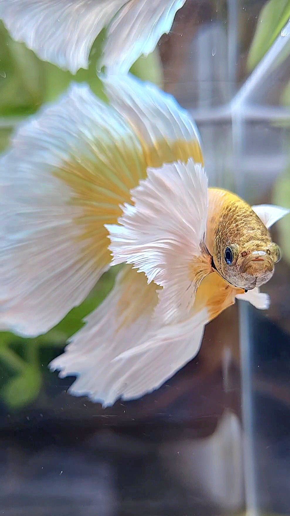 XXL HALFMOON SUPER DUMBO EAR GOLD BUTTERFLY BETTA FISH