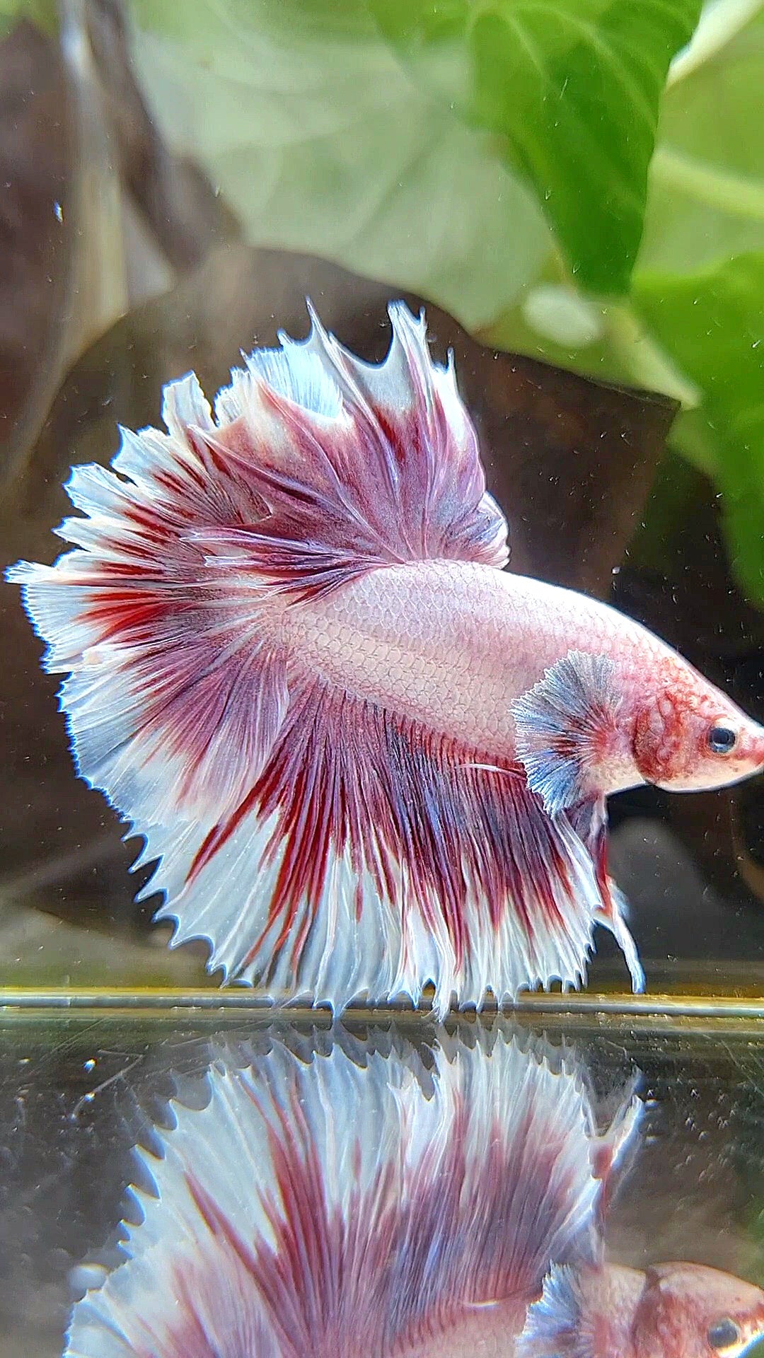 HALFMOON FEATHER TAIL BIG EAR PINK BUTTERFLY BETTA FISH