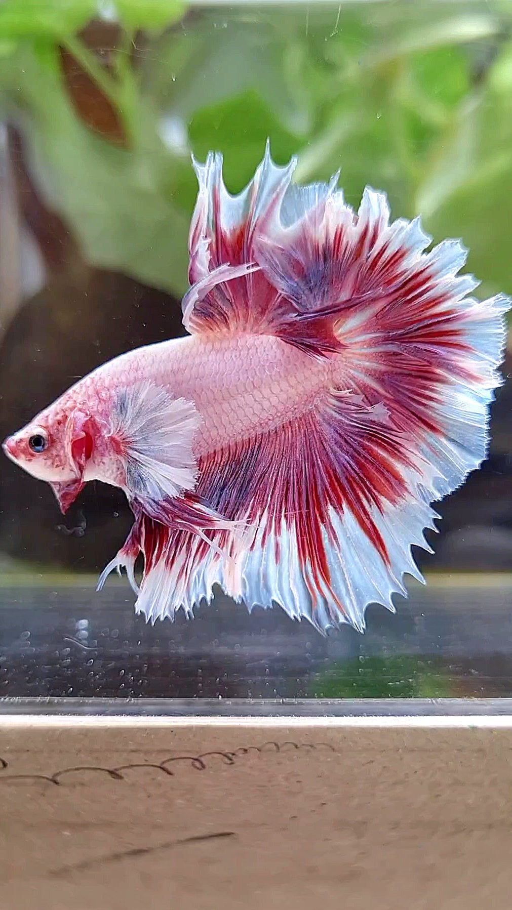 HALFMOON FEATHER TAIL BIG EAR PINK BUTTERFLY BETTA FISH