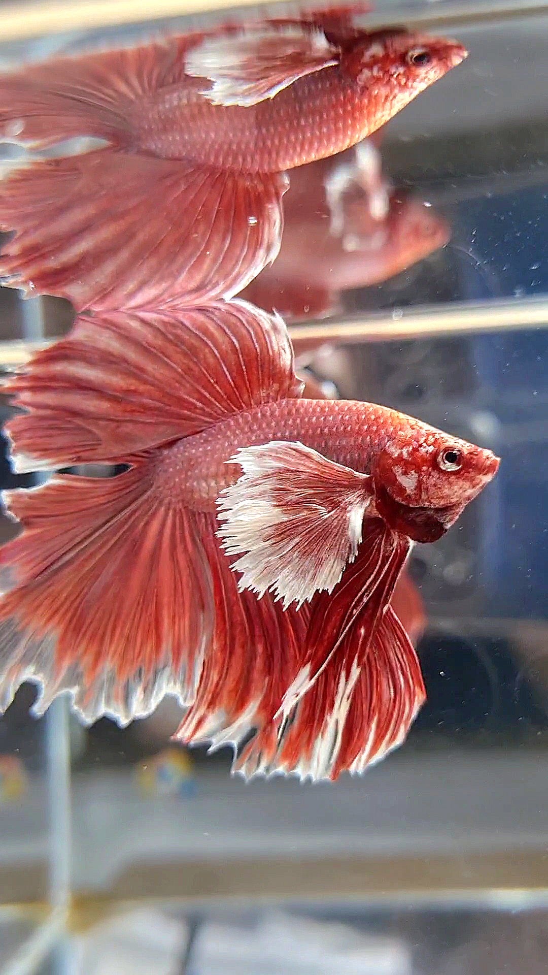 HALFMOON DUMBO EAR DOUBLE TAIL ROSEGOLD BETTA FISH