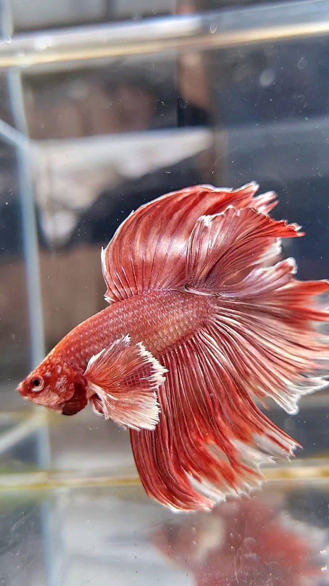 HALFMOON DUMBO EAR DOUBLE TAIL ROSEGOLD BETTA FISH