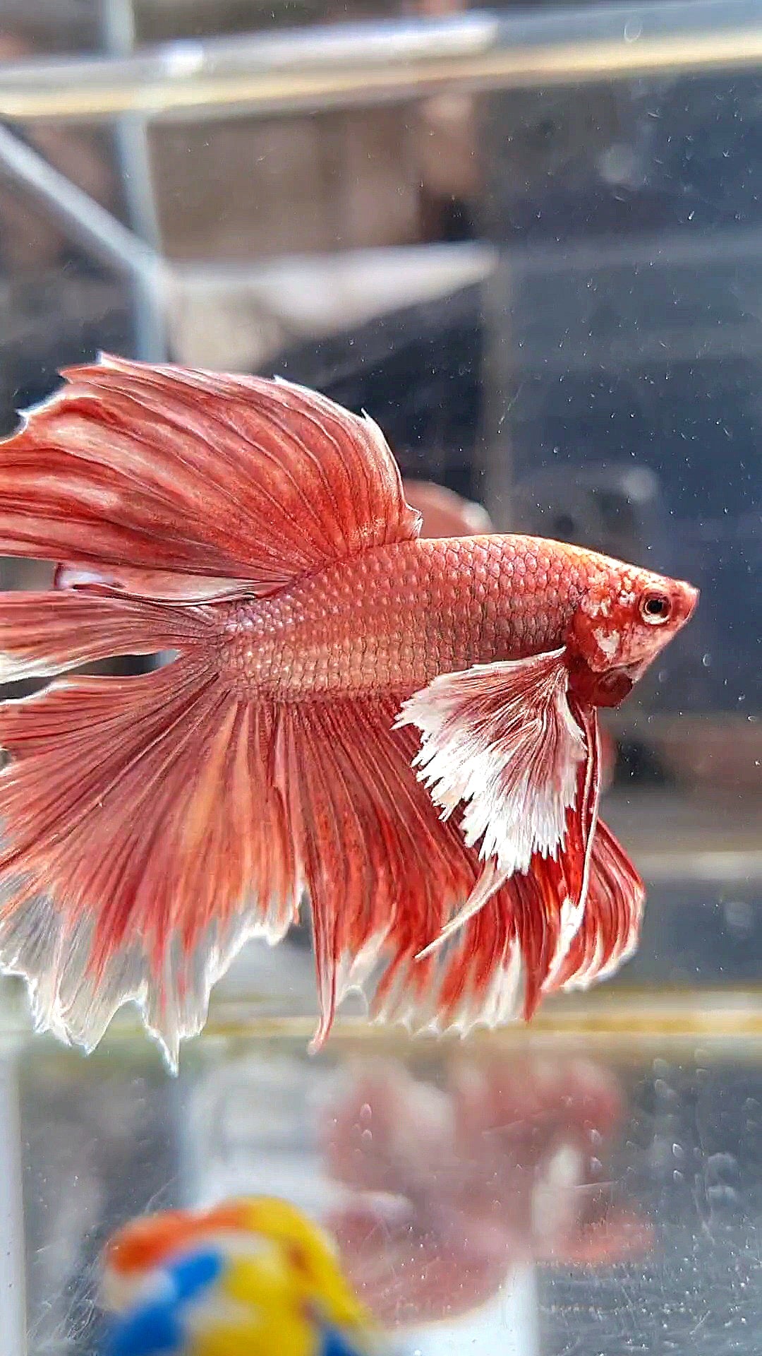 HALFMOON DUMBO EAR DOUBLE TAIL ROSEGOLD BETTA FISH