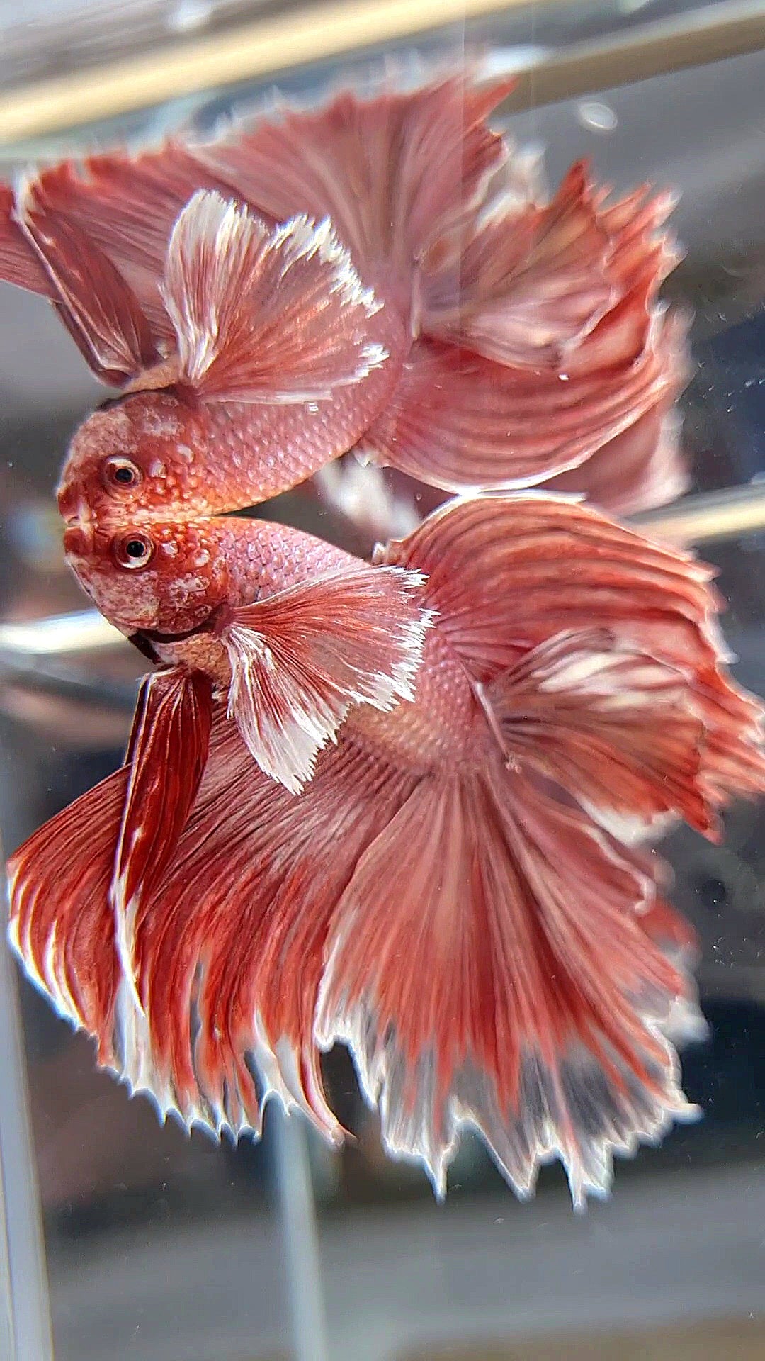 HALFMOON DUMBO EAR DOUBLE TAIL ROSEGOLD BETTA FISH