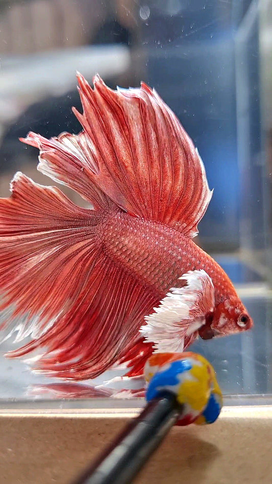 HALFMOON DUMBO EAR DOUBLE TAIL ROSEGOLD BETTA FISH