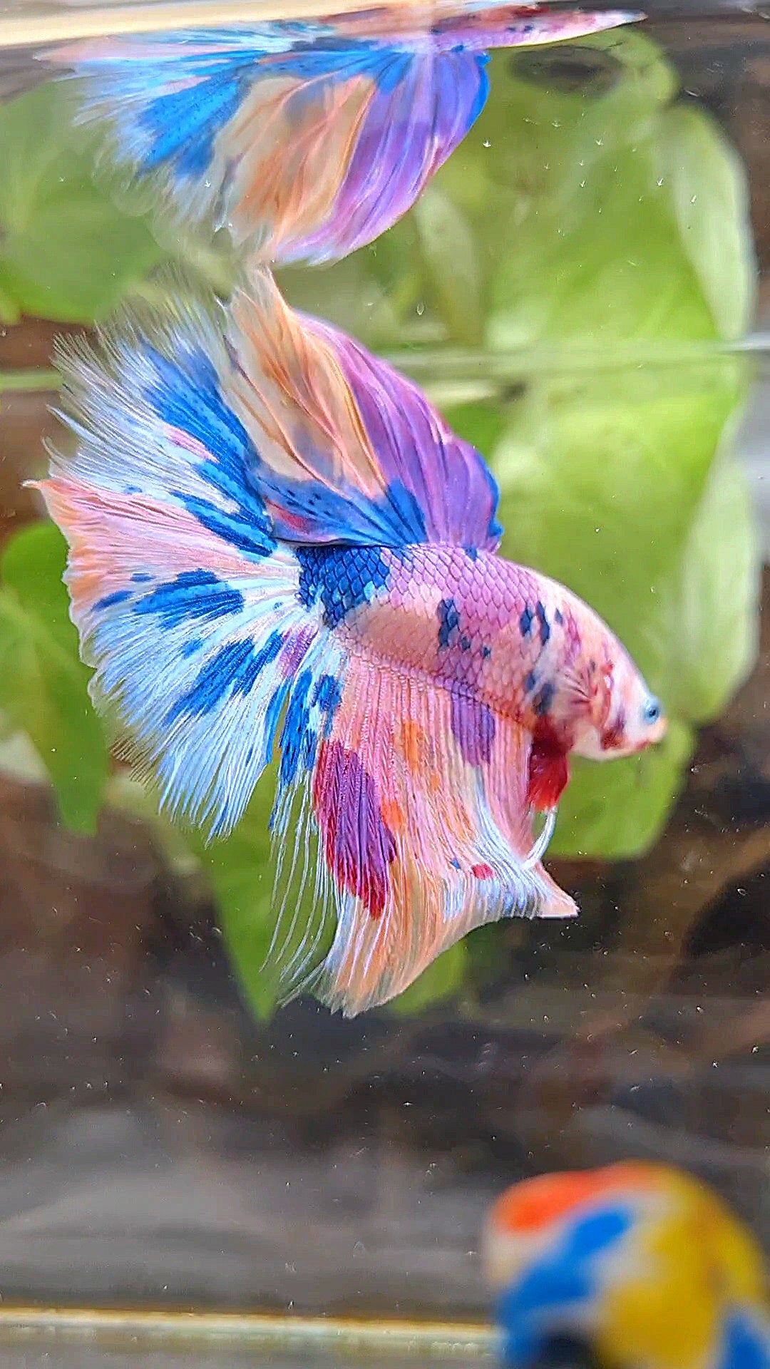 HALFMOON ROSETAIL RAINBOW PURPLE CANDY MULTICOLOR BETTA FISH
