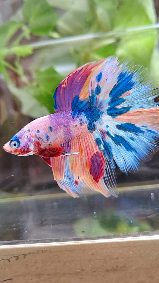 HALFMOON ROSETAIL RAINBOW PURPLE CANDY MULTICOLOR BETTA FISH