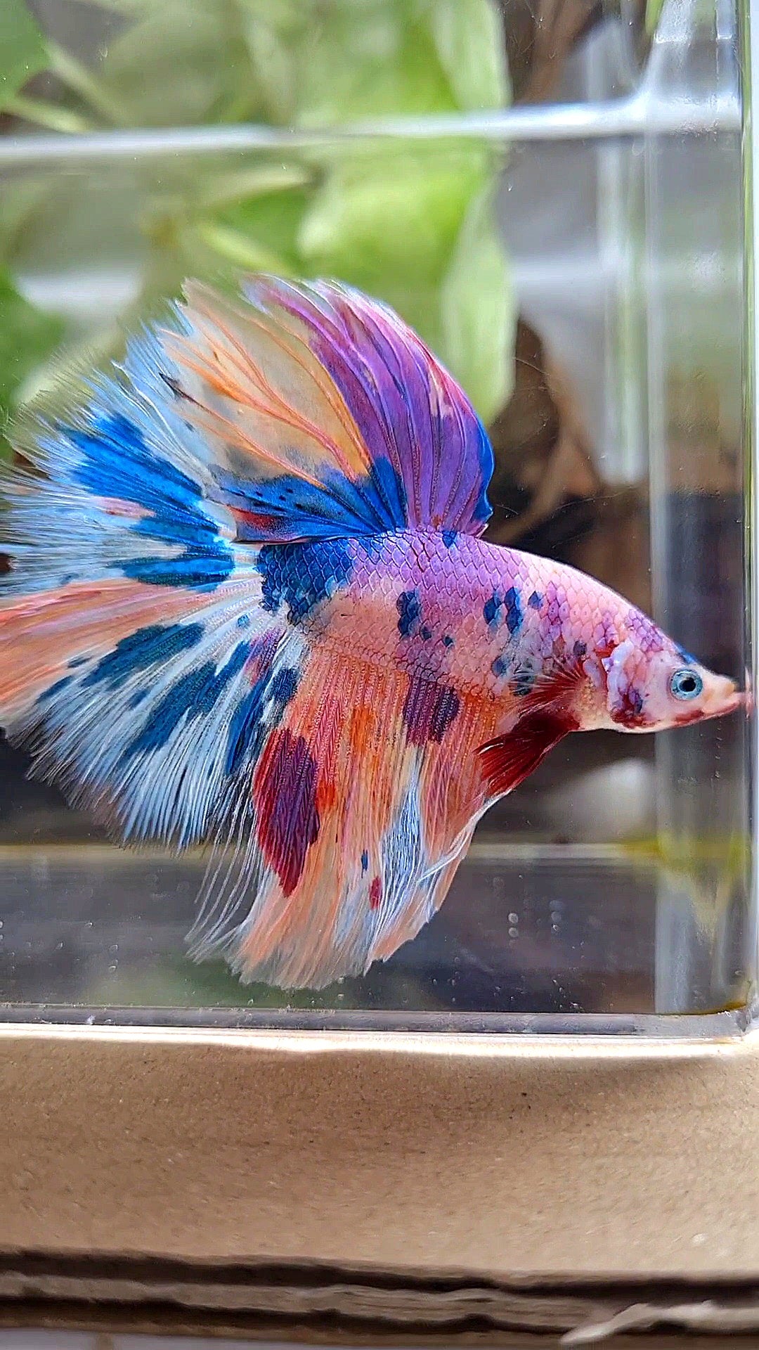 HALFMOON ROSETAIL RAINBOW PURPLE CANDY MULTICOLOR BETTA FISH