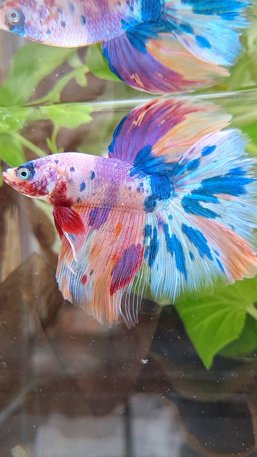 HALFMOON ROSETAIL RAINBOW PURPLE CANDY MULTICOLOR BETTA FISH