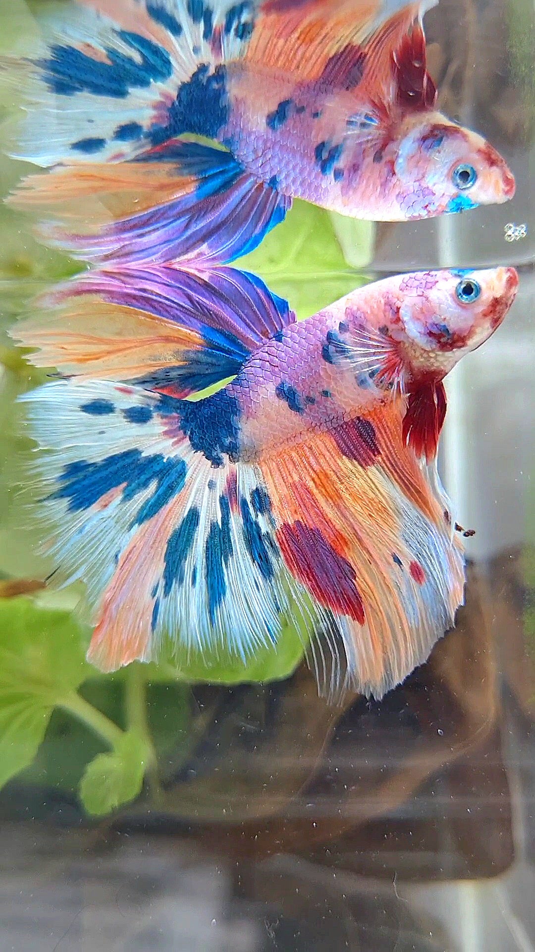 HALFMOON ROSETAIL RAINBOW PURPLE CANDY MULTICOLOR BETTA FISH