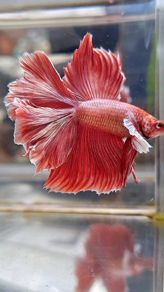 HALFMOON DUMBO EAR DOUBLE TAIL ROSEGOLD BETTA FISH