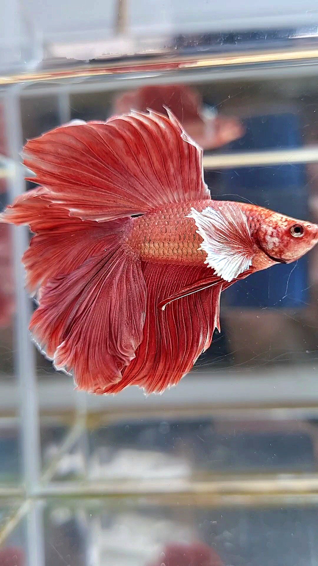 HALFMOON DUMBO EAR DOUBLE TAIL ROSEGOLD BETTA FISH