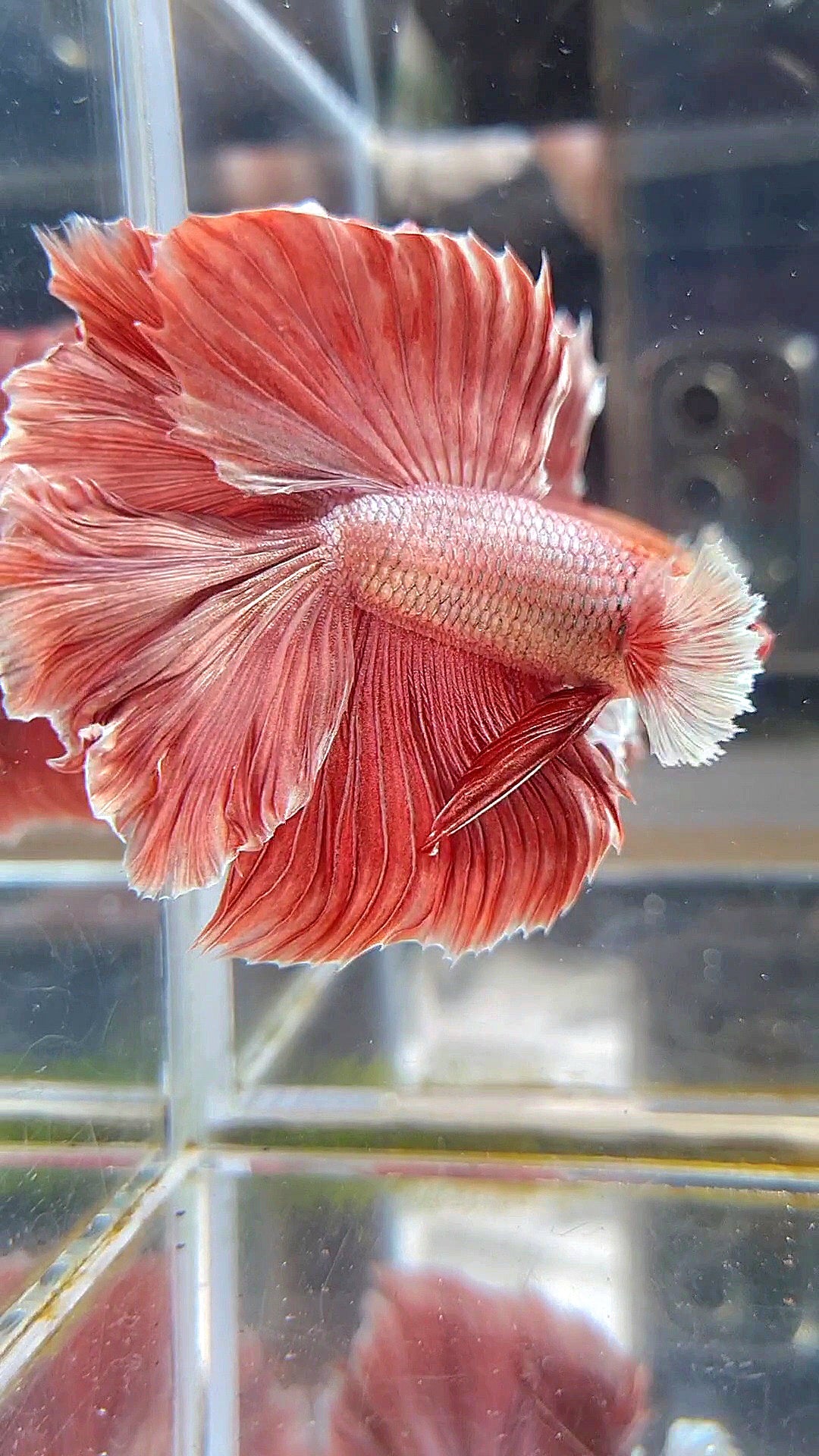 HALFMOON DUMBO EAR DOUBLE TAIL ROSEGOLD BETTA FISH