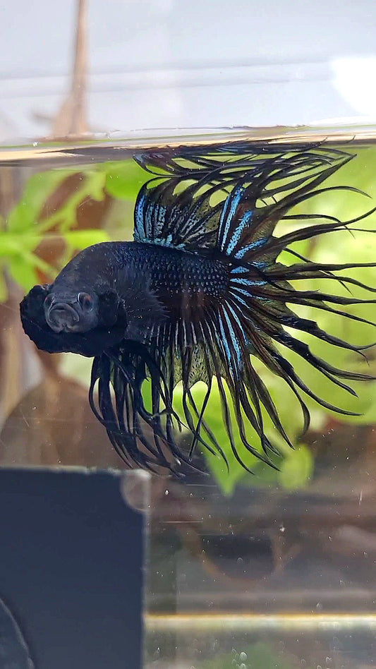 CROWNTAIL BLACK ORCHID BETTA FISH