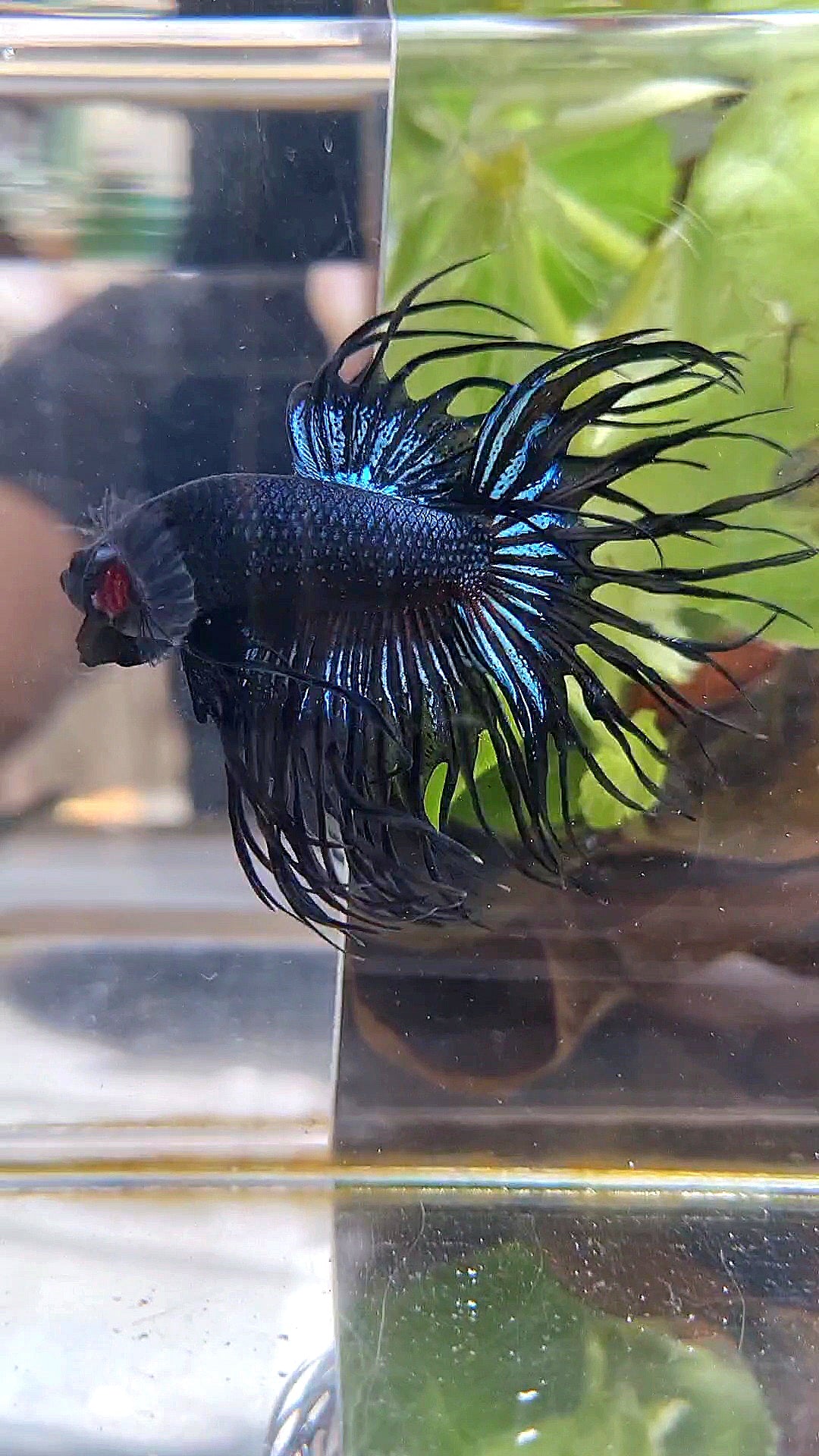 CROWNTAIL BLACK ORCHID BETTA FISH