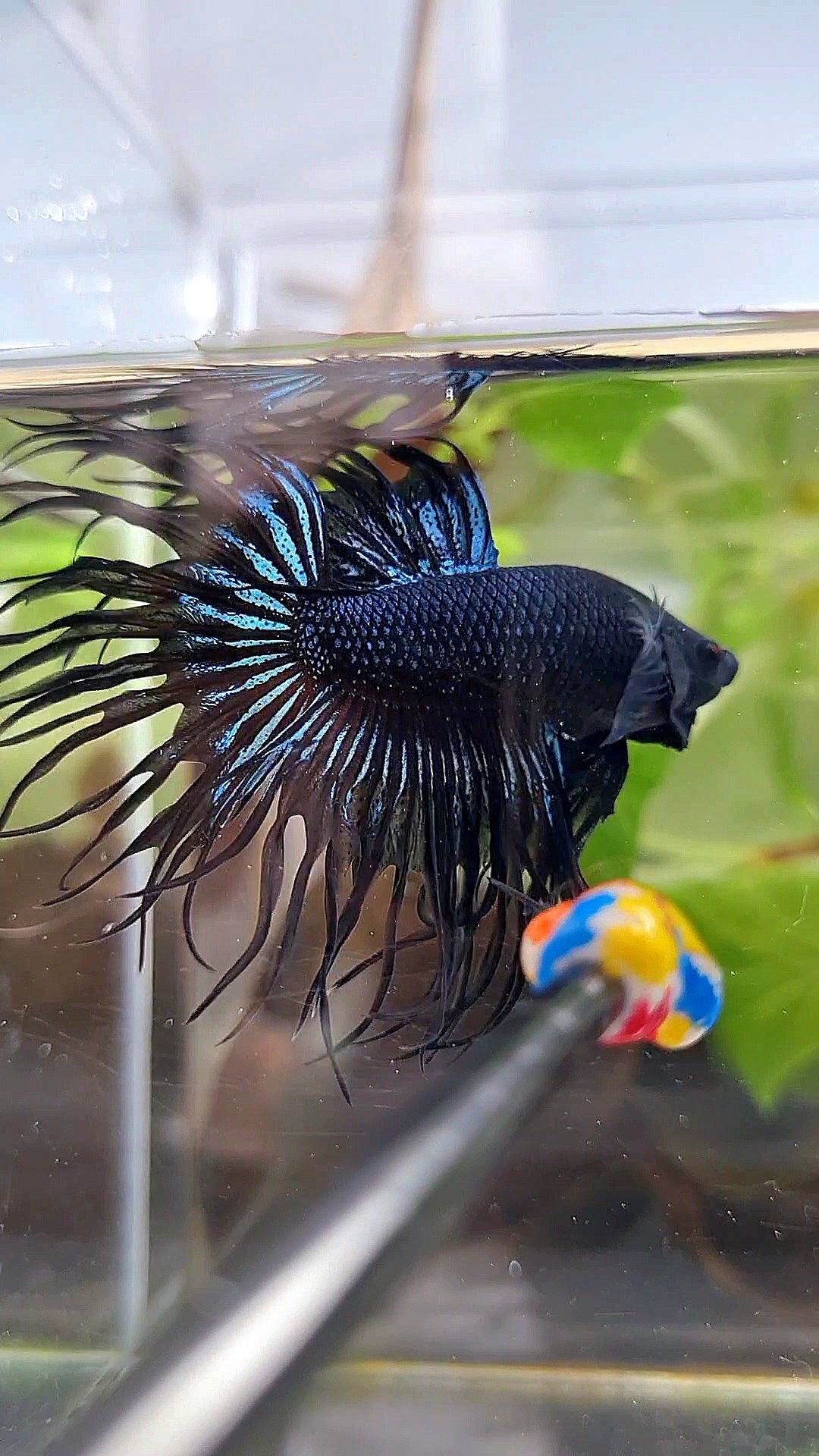 CROWNTAIL BLACK ORCHID BETTA FISH