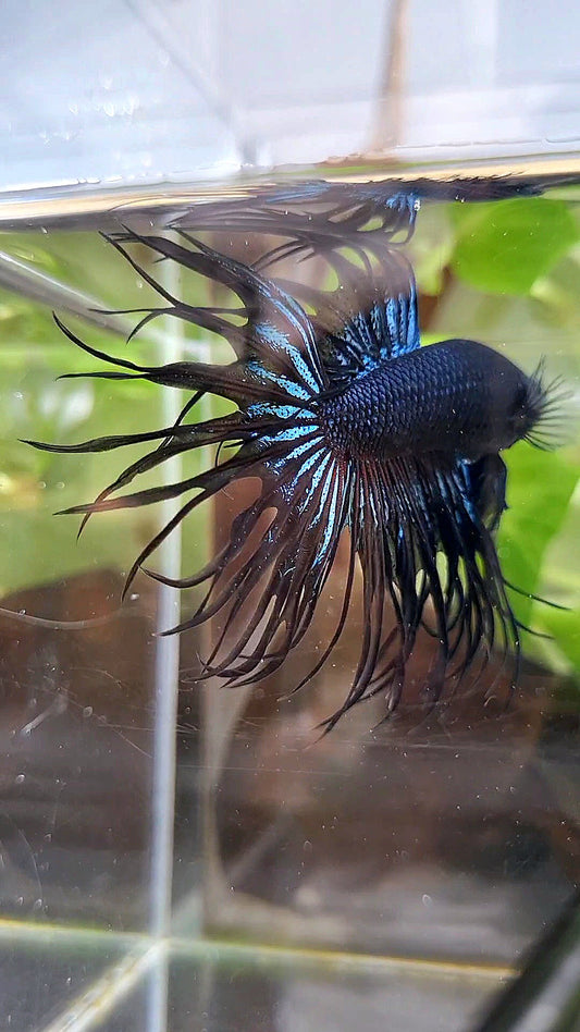 CROWNTAIL BLACK ORCHID BETTA FISH