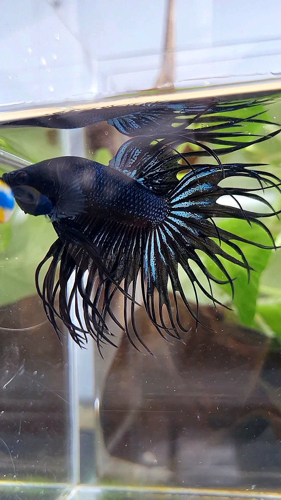 CROWNTAIL BLACK ORCHID BETTA FISH