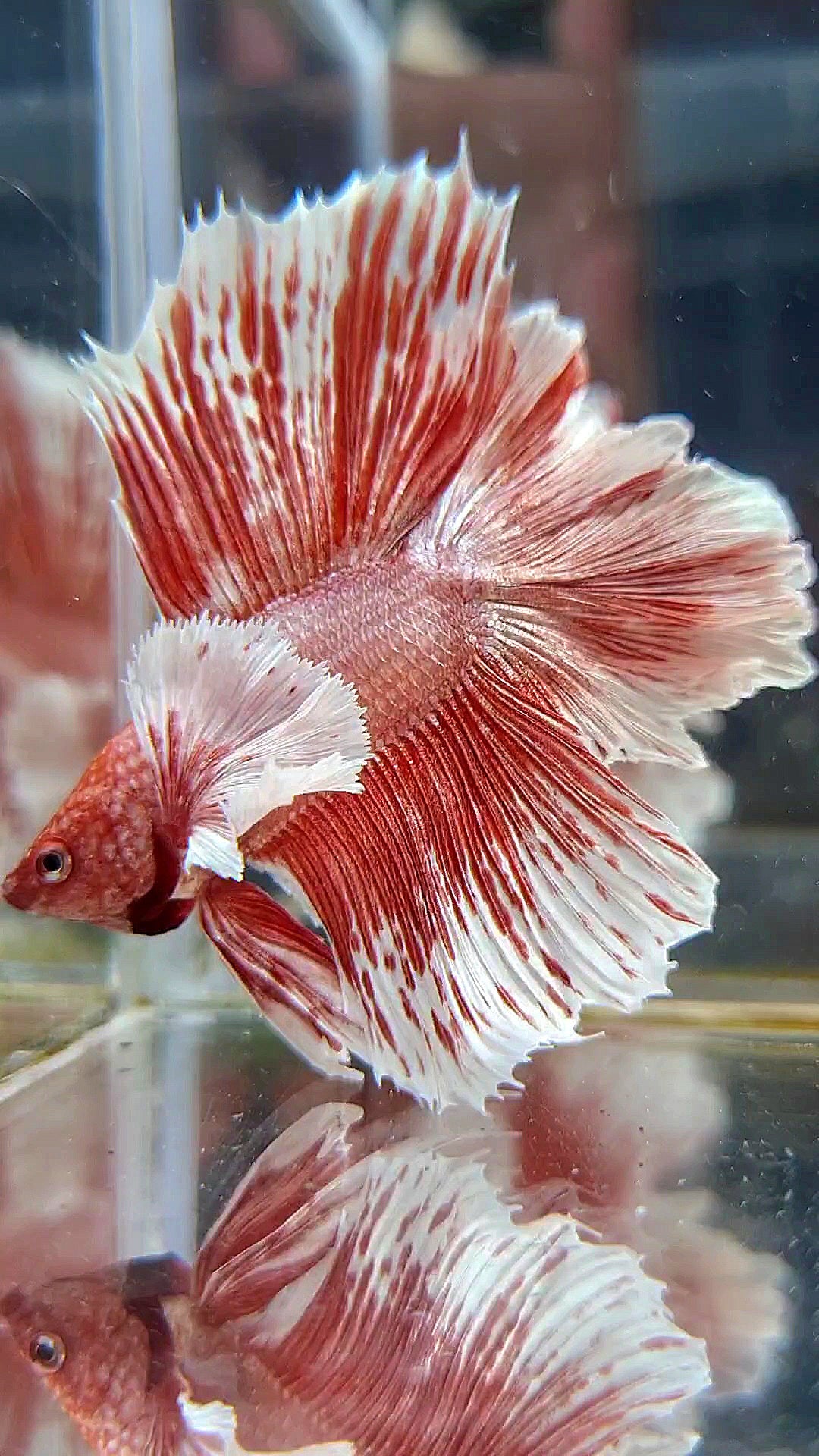 HALFMOON DOUBLE TAIL DUMBO EAR ROSEGOLD WHITE PATTERN BETTA FISH