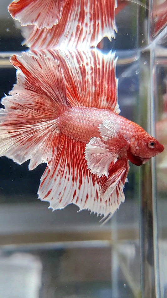 HALFMOON DOUBLE TAIL DUMBO EAR ROSEGOLD WHITE PATTERN BETTA FISH