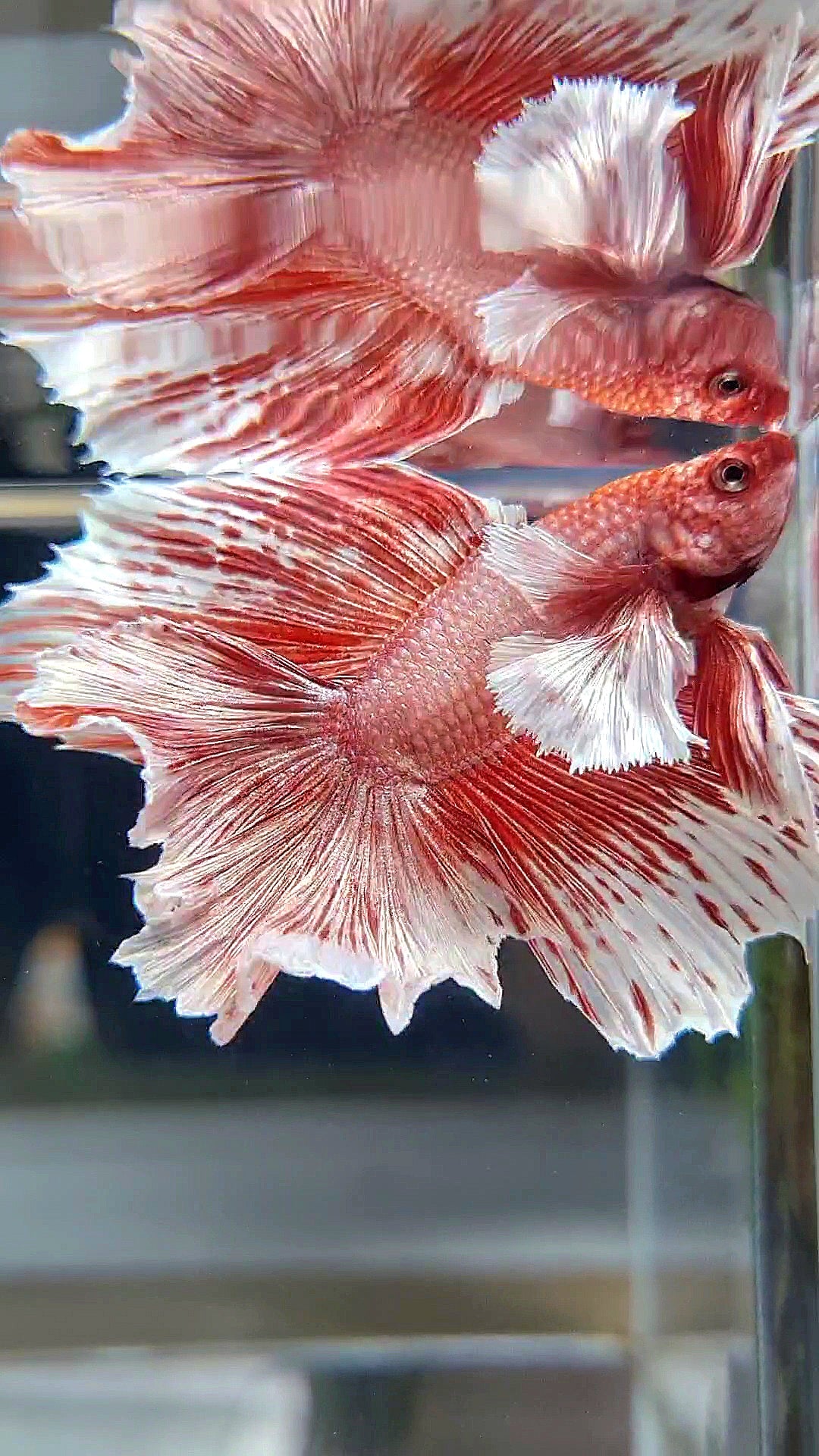HALFMOON DOUBLE TAIL DUMBO EAR ROSEGOLD WHITE PATTERN BETTA FISH
