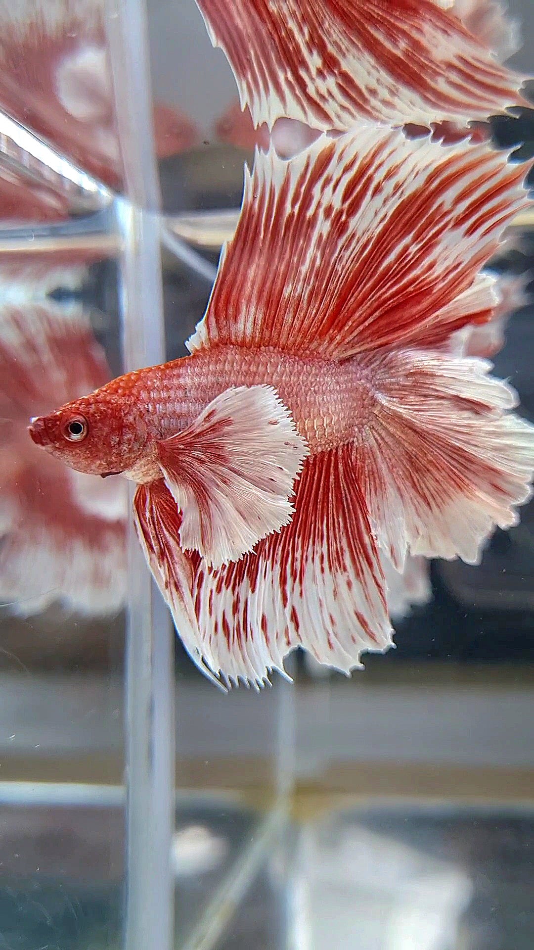 HALFMOON DOUBLE TAIL DUMBO EAR ROSEGOLD WHITE PATTERN BETTA FISH