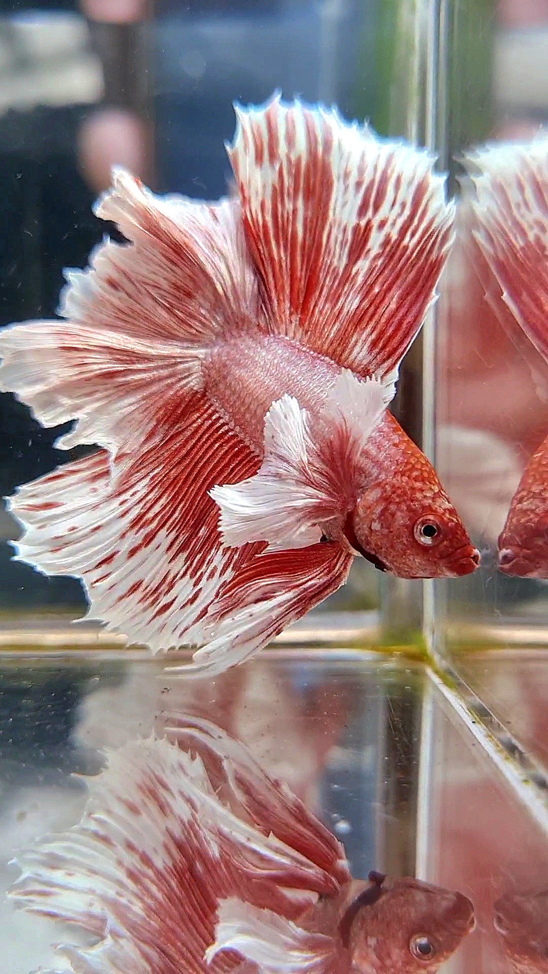 HALFMOON DOUBLE TAIL DUMBO EAR ROSEGOLD WHITE PATTERN BETTA FISH