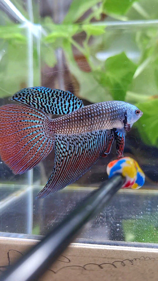 LONGFIN DELTA TAIL ALIEN BLUE GREEN HYBRID WILD BETTA FISH