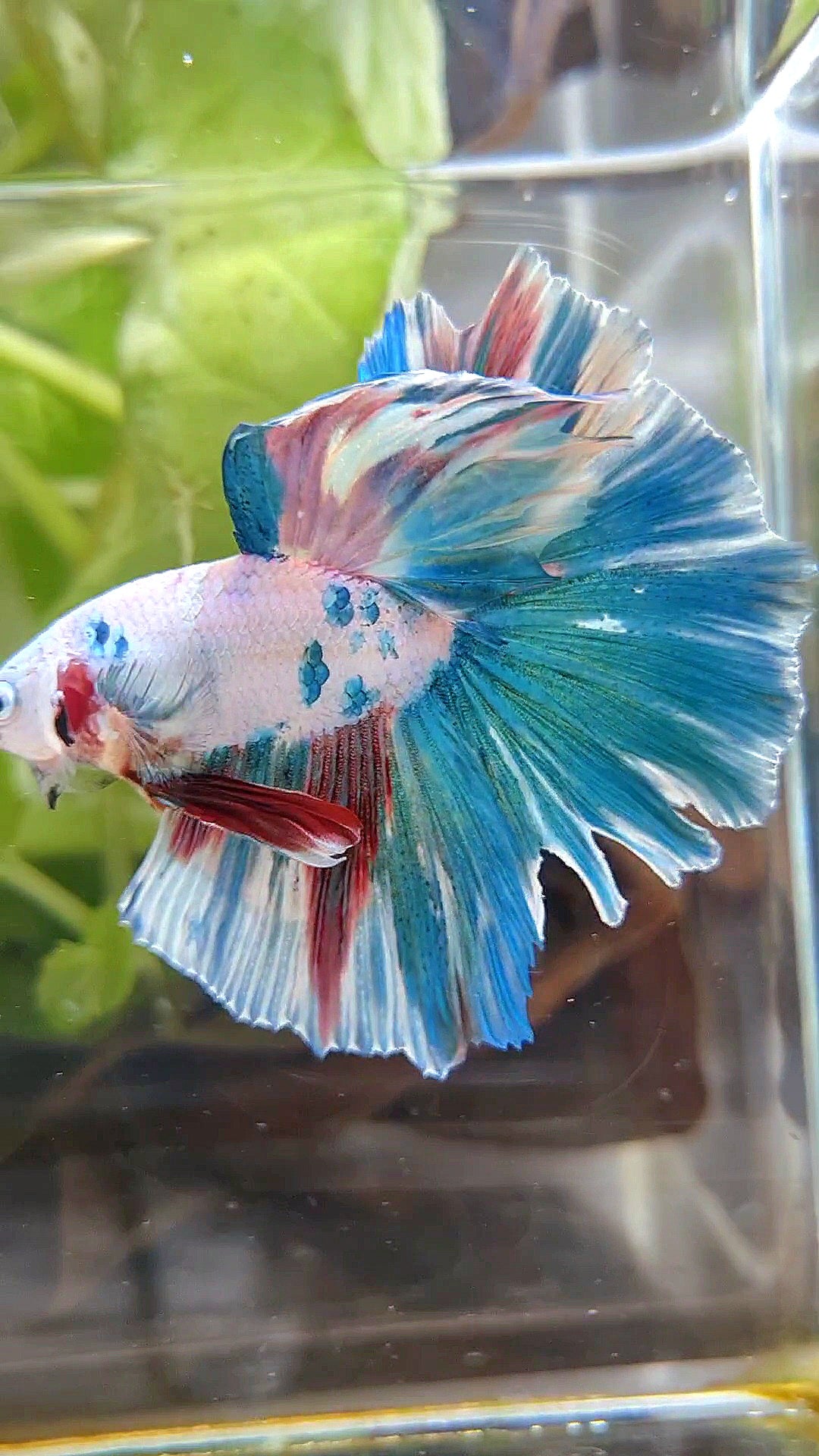 HALFMOON ROSETAIL BLUE FANCY PATTERN MULTICOLOR BETTA FISH