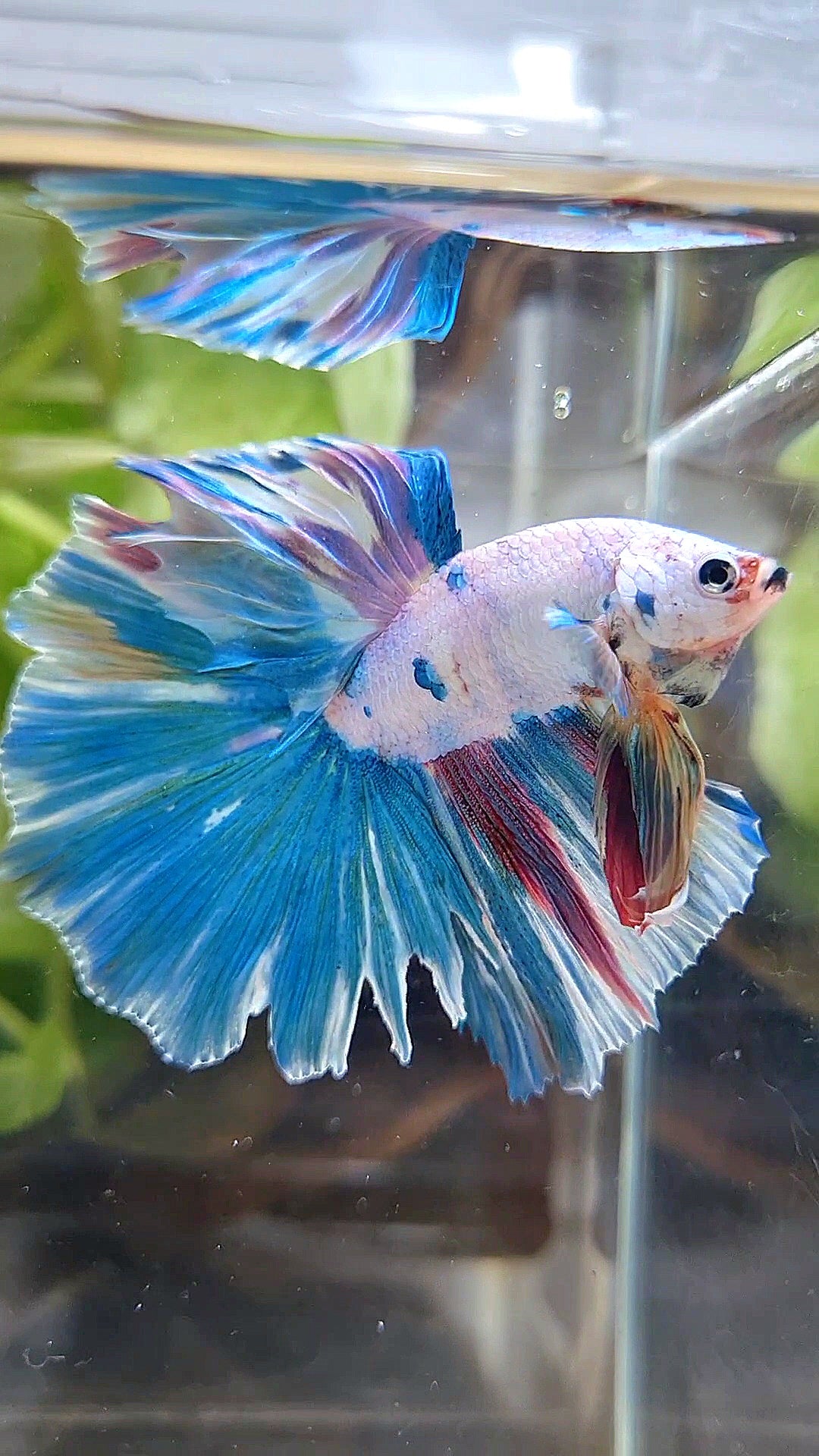 HALFMOON ROSETAIL BLUE FANCY PATTERN MULTICOLOR BETTA FISH