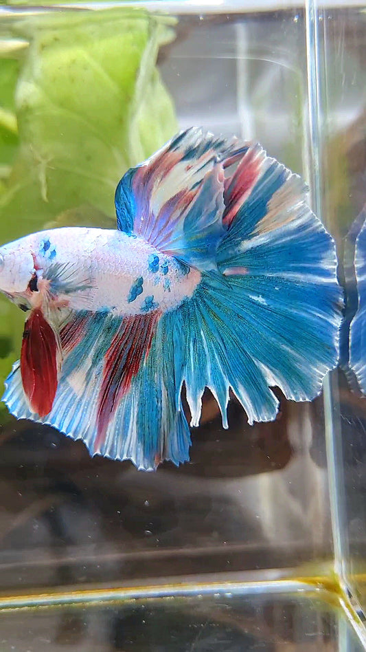 HALFMOON ROSETAIL BLUE FANCY PATTERN MULTICOLOR BETTA FISH