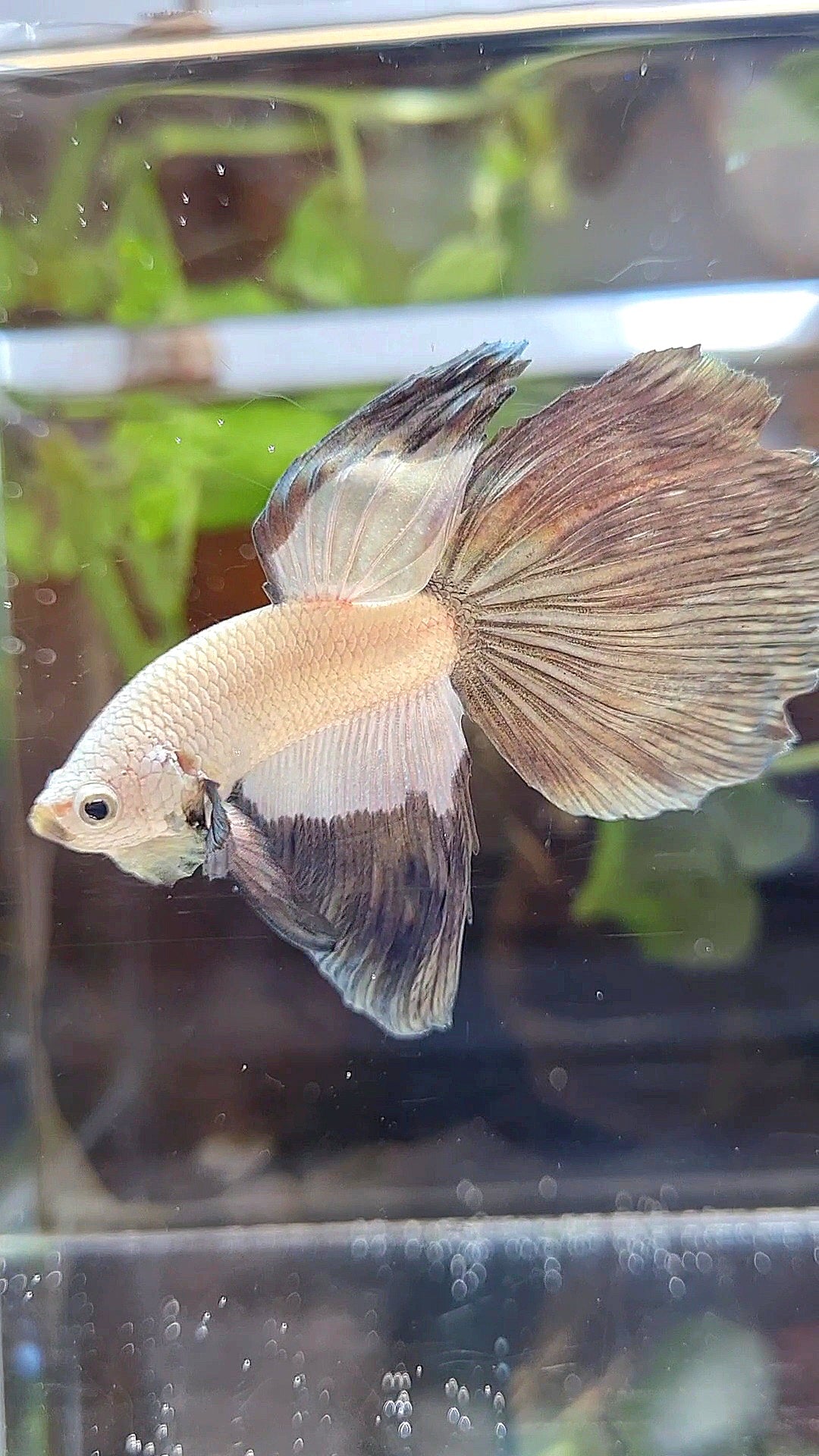 HALFMOON COPPER RIM BETTA FISH