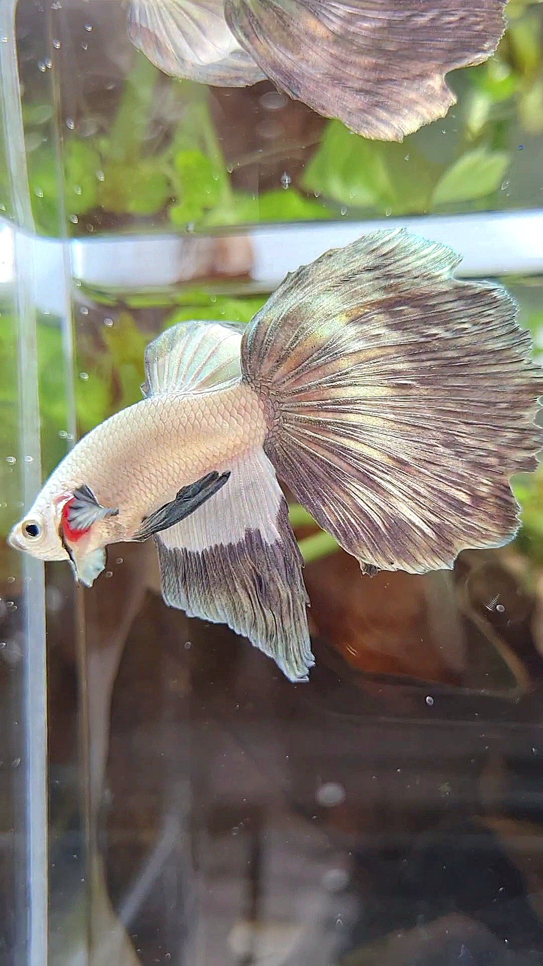HALFMOON COPPER RIM BETTA FISH