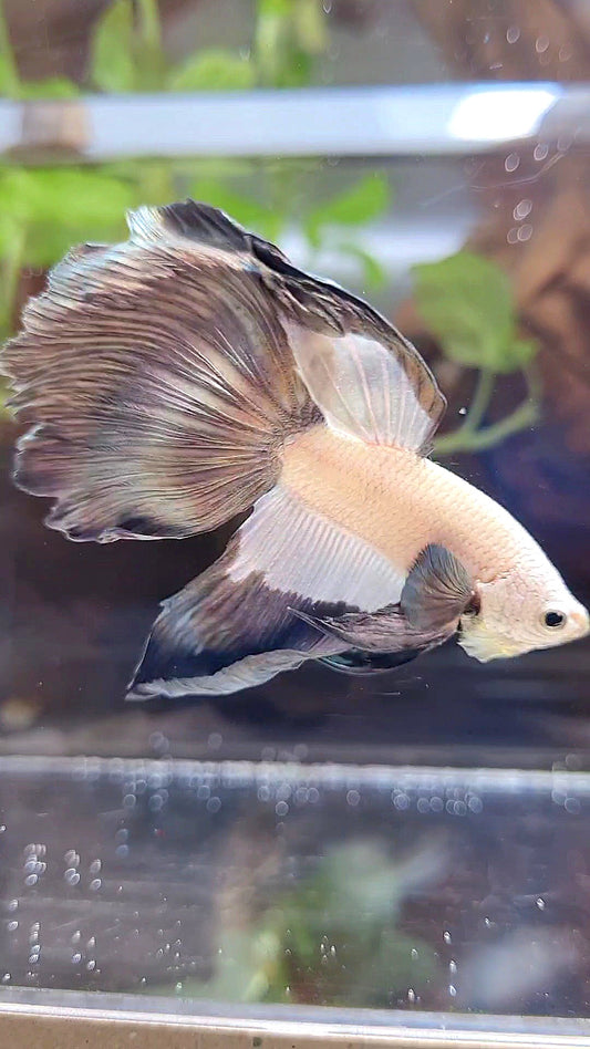 HALFMOON COPPER RIM BETTA FISH