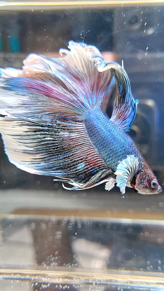 HALFMOON BIG EAR ROSETAIL BLUE BETTA FISH