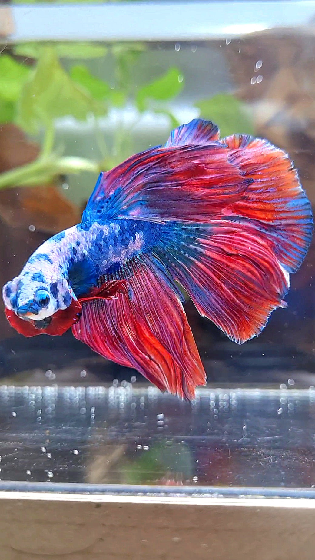 HALFMOON ROSETAIL PINK BLUE FANCY MARBLE MULTICOLOR BETTA FISH
