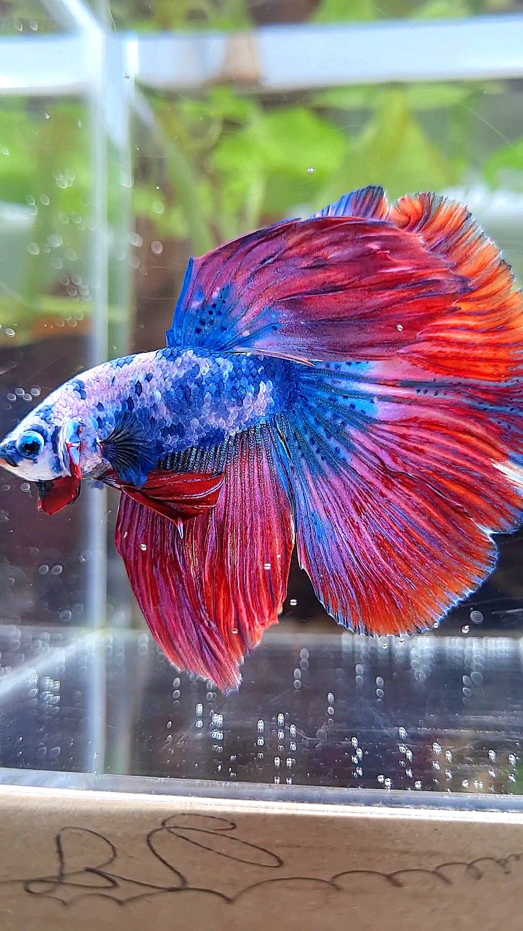 HALFMOON ROSETAIL PINK BLUE FANCY MARBLE MULTICOLOR BETTA FISH