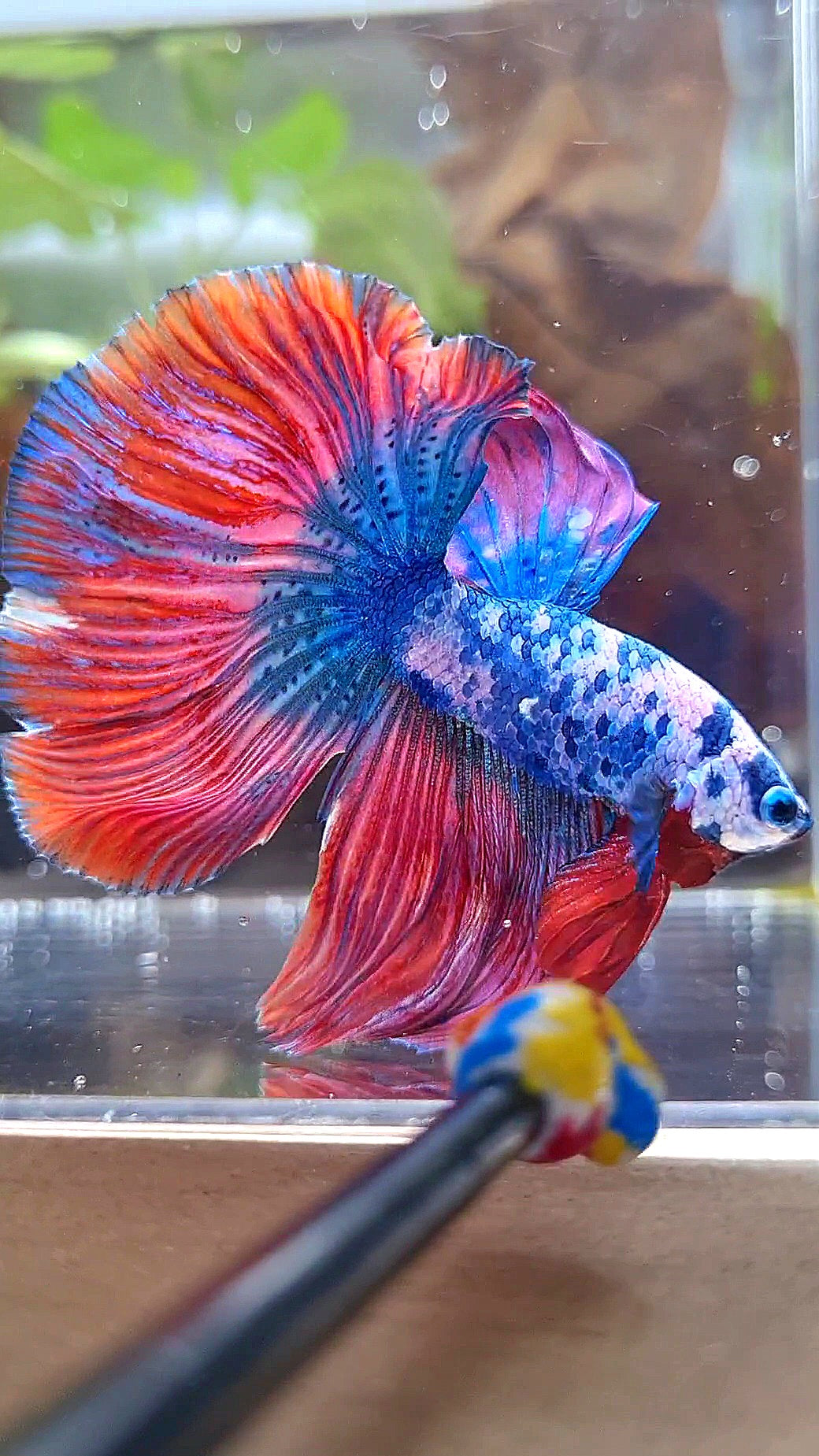 HALFMOON ROSETAIL PINK BLUE FANCY MARBLE MULTICOLOR BETTA FISH