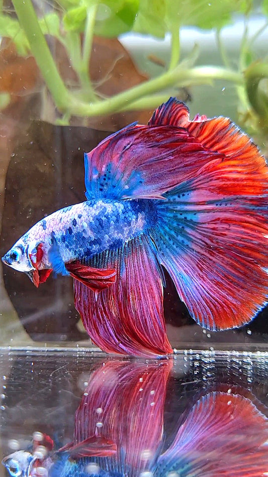 HALFMOON ROSETAIL PINK BLUE FANCY MARBLE MULTICOLOR BETTA FISH
