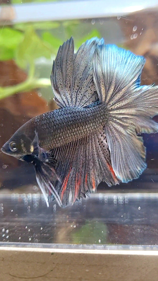 HALFMOON ROSETAIL FULL COPPER DARK BETTA FISH