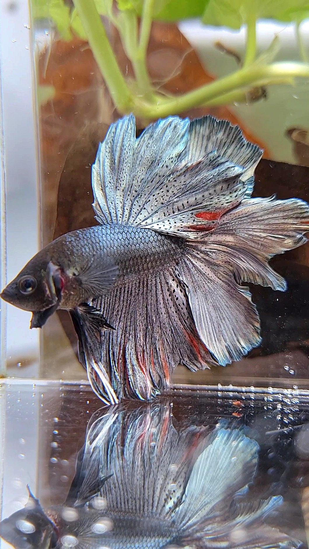 HALFMOON ROSETAIL FULL COPPER DARK BETTA FISH