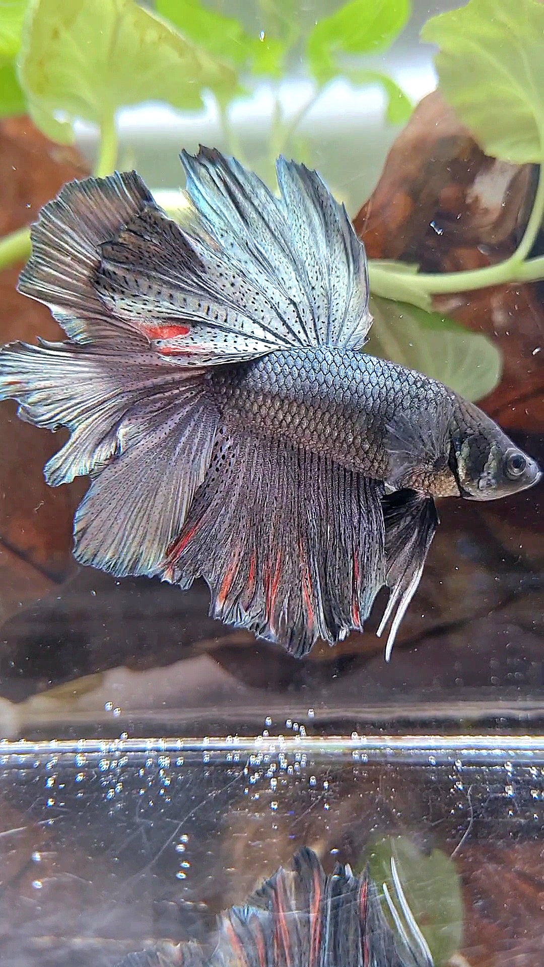 HALFMOON ROSETAIL FULL COPPER DARK BETTA FISH