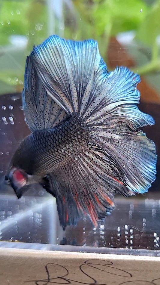 HALFMOON ROSETAIL FULL COPPER DARK BETTA FISH