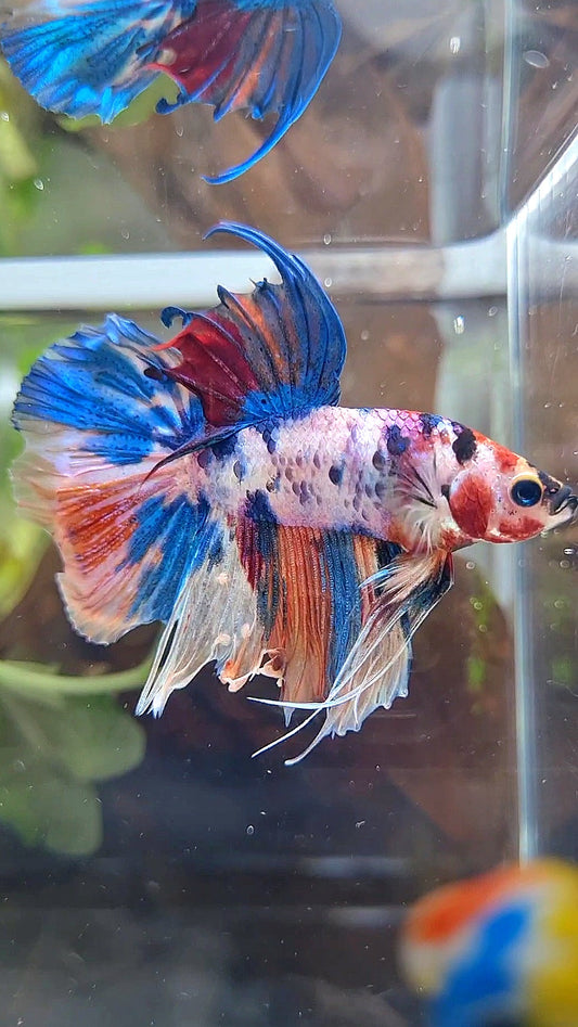HALFSUN CANDY MULTICOLOR BETTA FISH