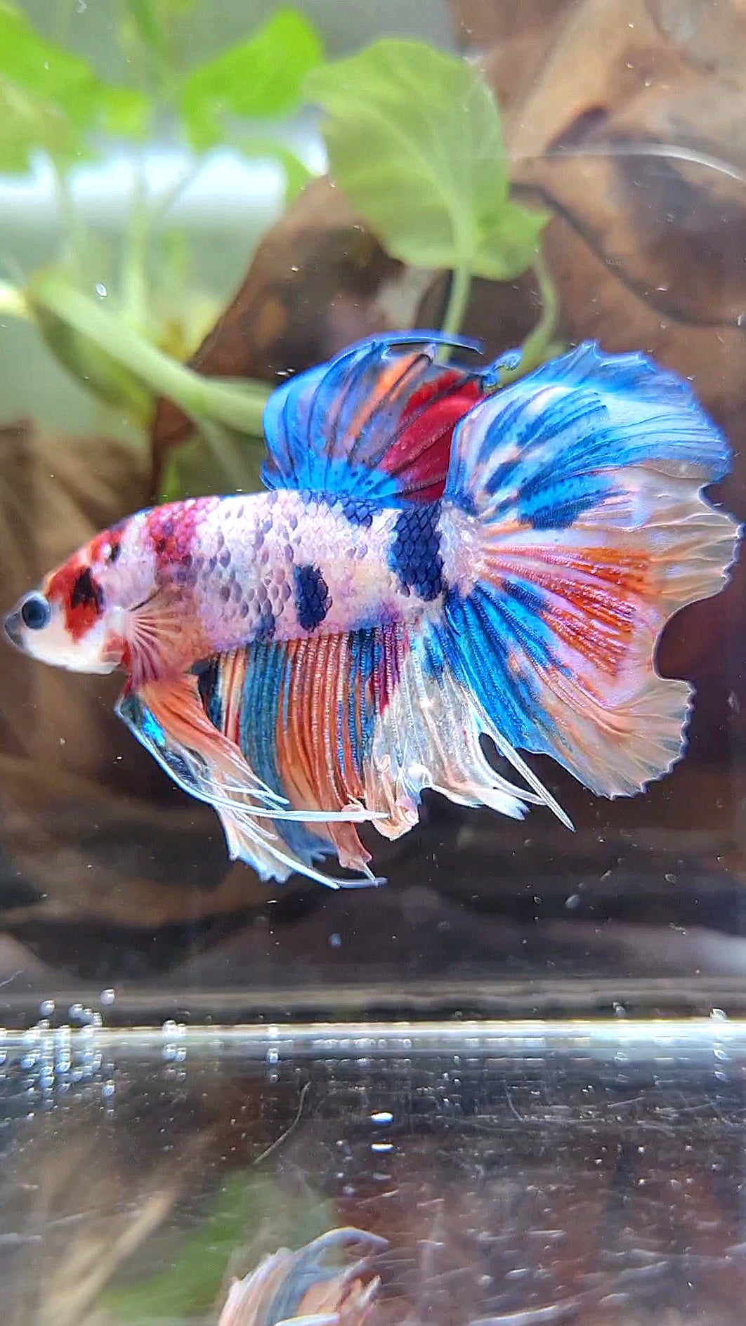 HALFSUN CANDY MULTICOLOR BETTA FISH