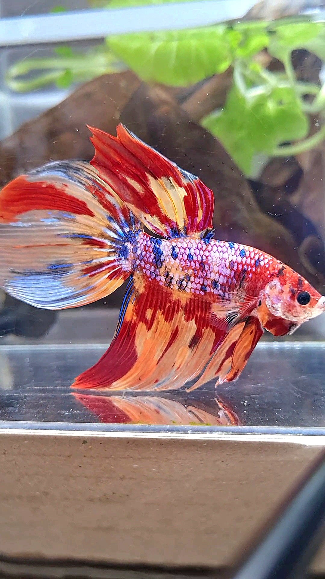 GIANT VEILTAIL TOTAL 8,5CM+ FANCY ORANGE FIRE MULTICOLOR BETTA FISH