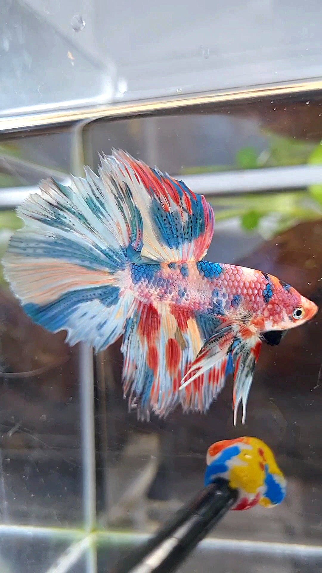 HALFMOON ROSETAIL RAINBOW FANCY MULTICOLOR BETTA FISH