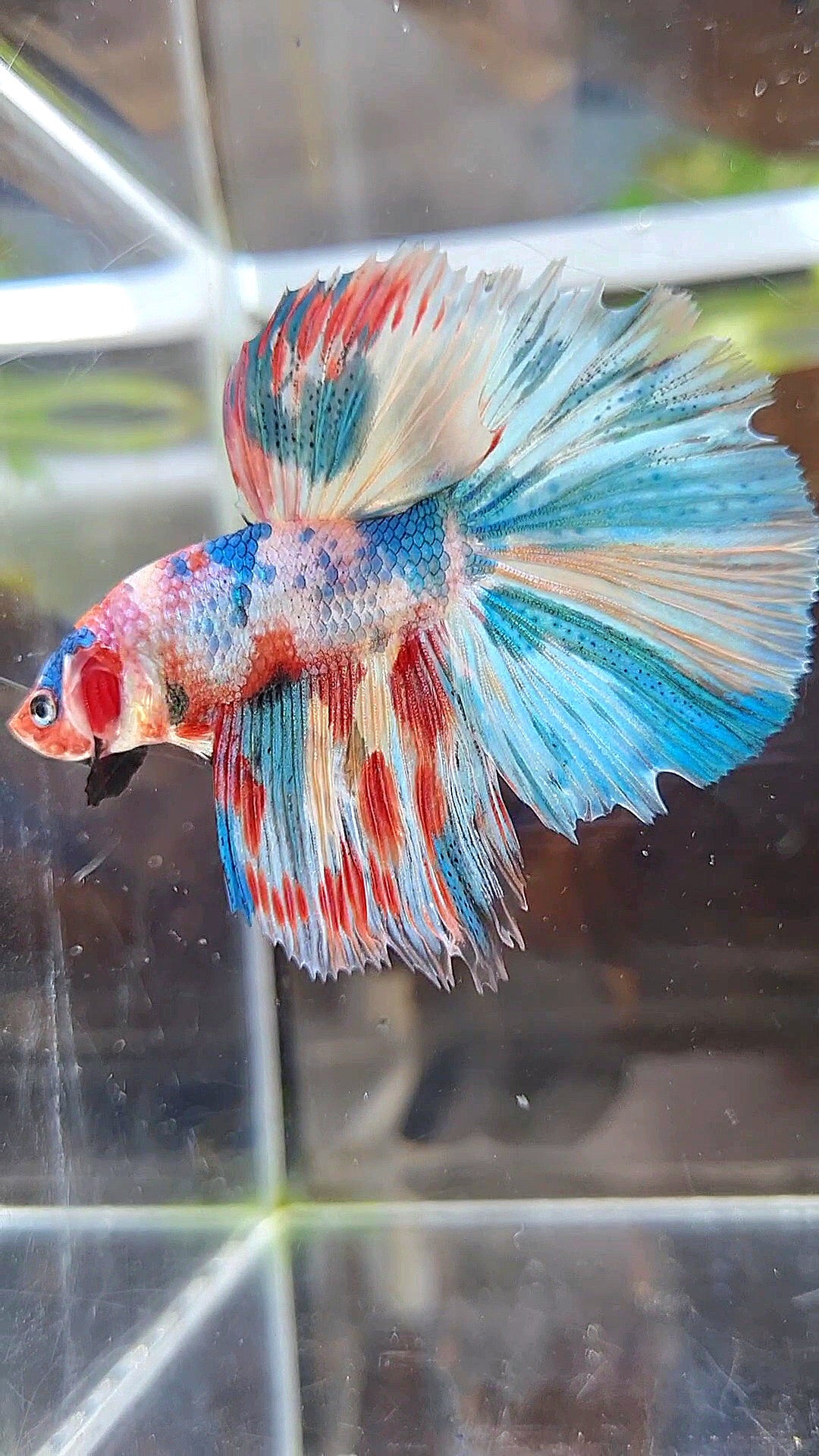 HALFMOON ROSETAIL RAINBOW FANCY MULTICOLOR BETTA FISH