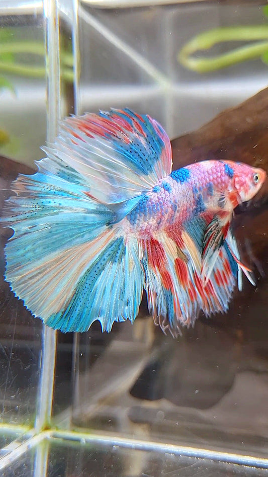 HALFMOON ROSETAIL RAINBOW FANCY MULTICOLOR BETTA FISH