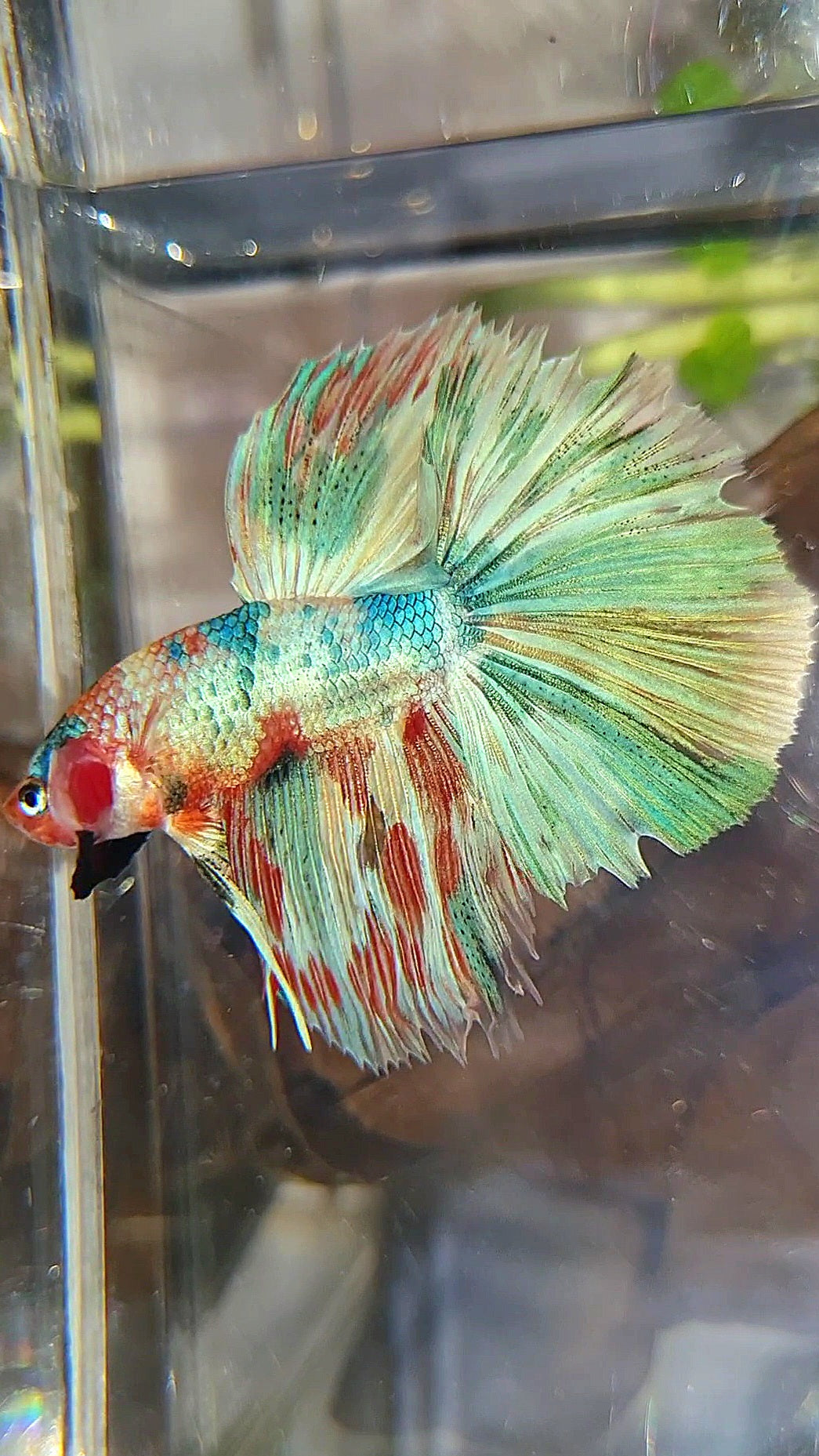 HALFMOON ROSETAIL RAINBOW FANCY MULTICOLOR BETTA FISH